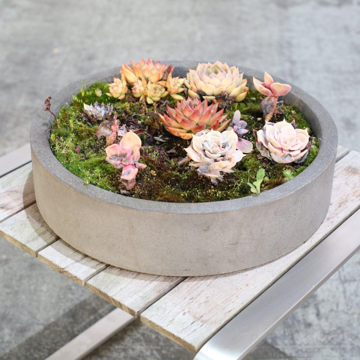 XXI secolo e contemporaneo Ciotole per piante in ceramica con succulente, set da due in vendita