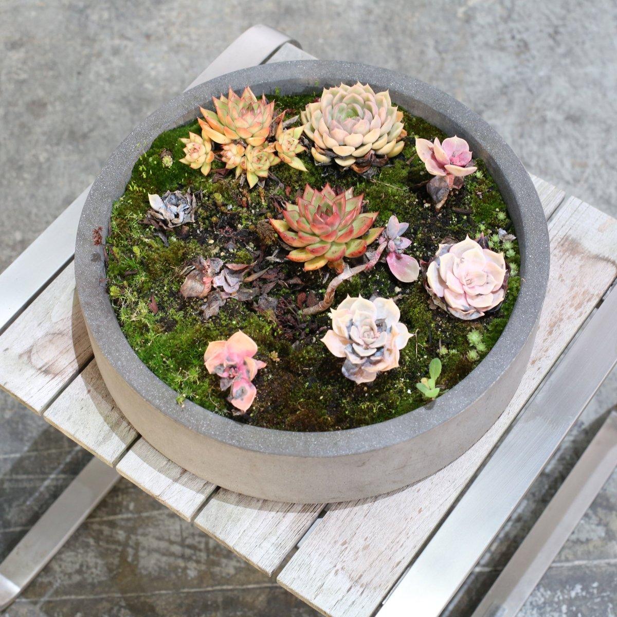 Ciotole per piante in ceramica con succulente, set da due in vendita 2