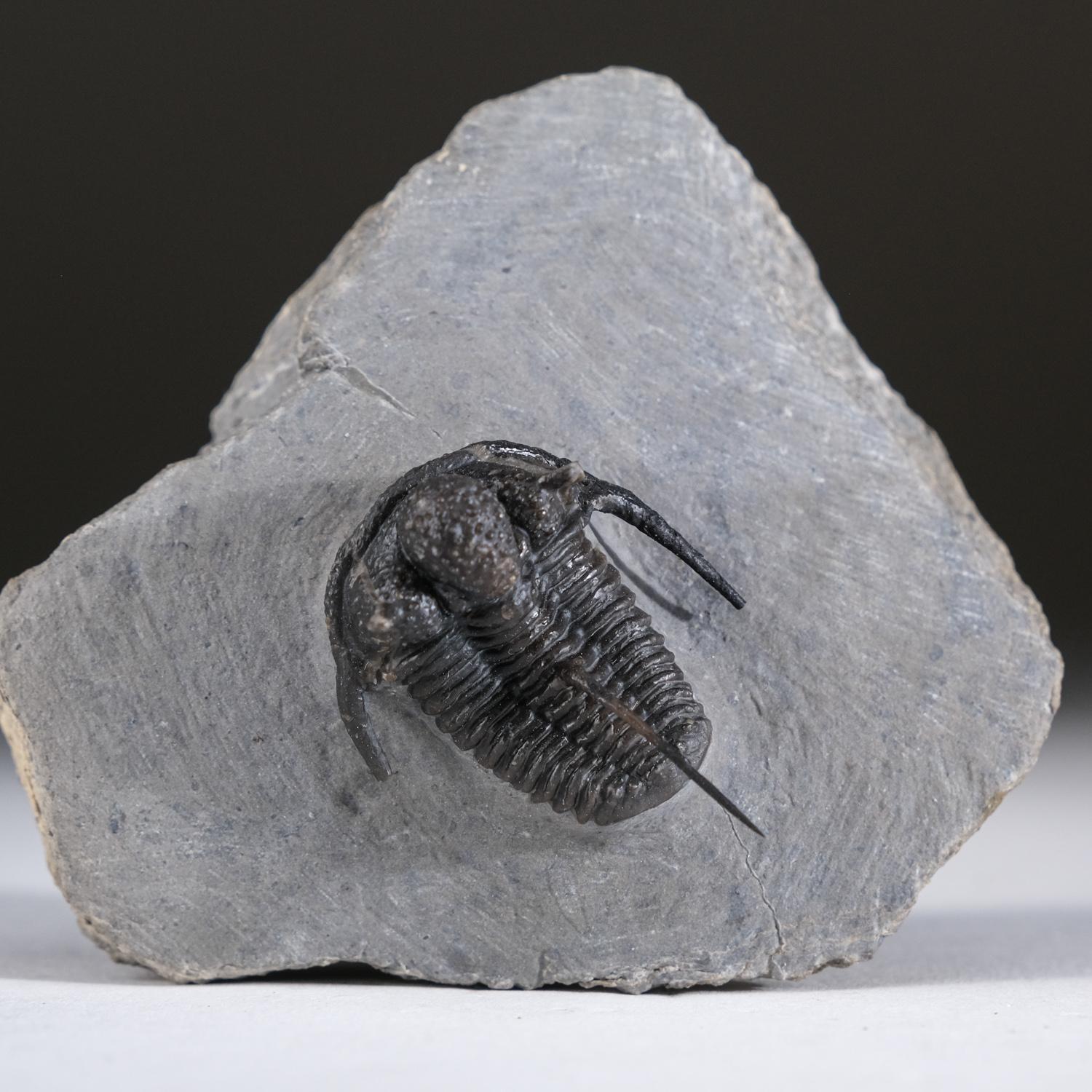Trilobites, an early arthropod relative of spiders, horseshoe crabs, and scorpions, preserved in this level of detail only occurred as a result of very sudden underwater landslides called turbidite sequences, which ravaged the early earth when the
