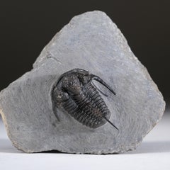 Ceratarges armatus Trilobite from Morocco (186 grammes)
