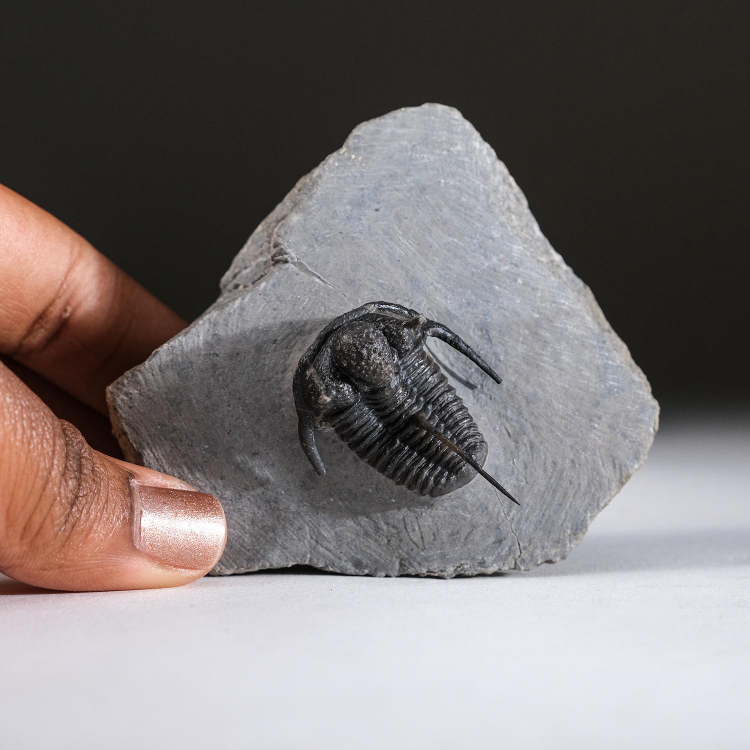 Ceratarges armatus Trilobite from Morocco (186 grams) In Good Condition For Sale In New York, NY