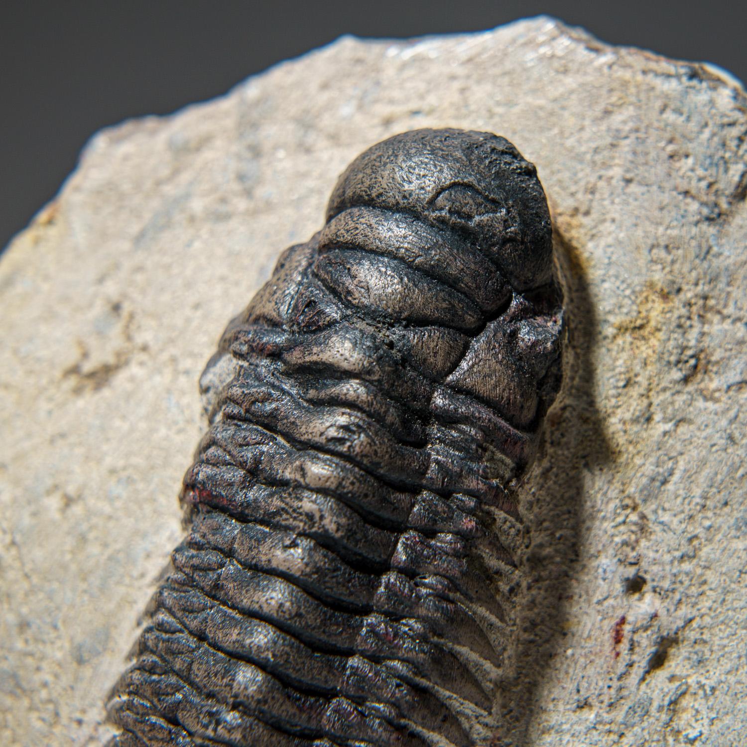 Ceratarges Spinosus Trilobite from Morocco, '452.1 Grams' For Sale 1
