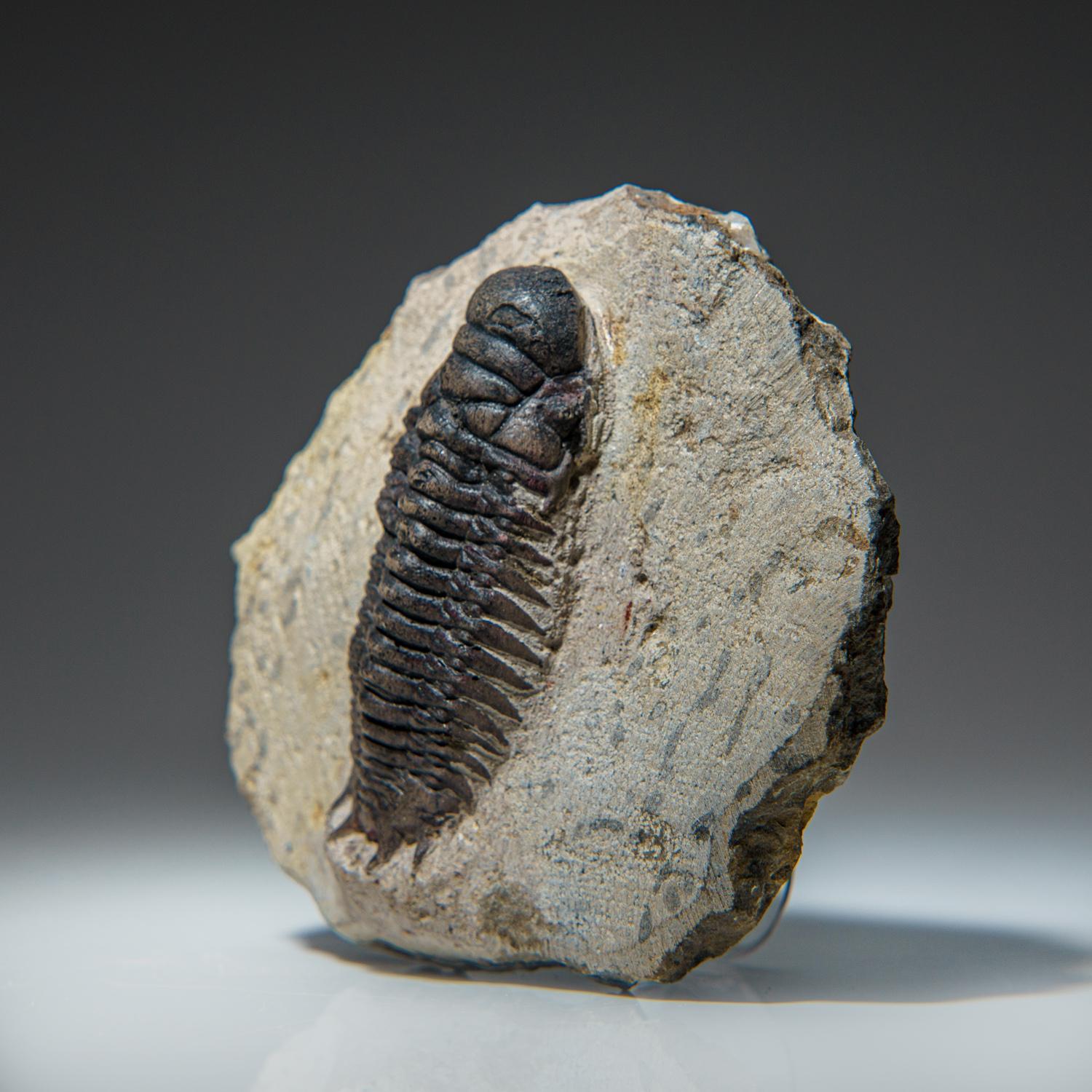 Ceratarges Spinosus Trilobite from Morocco, '452.1 Grams' For Sale 2