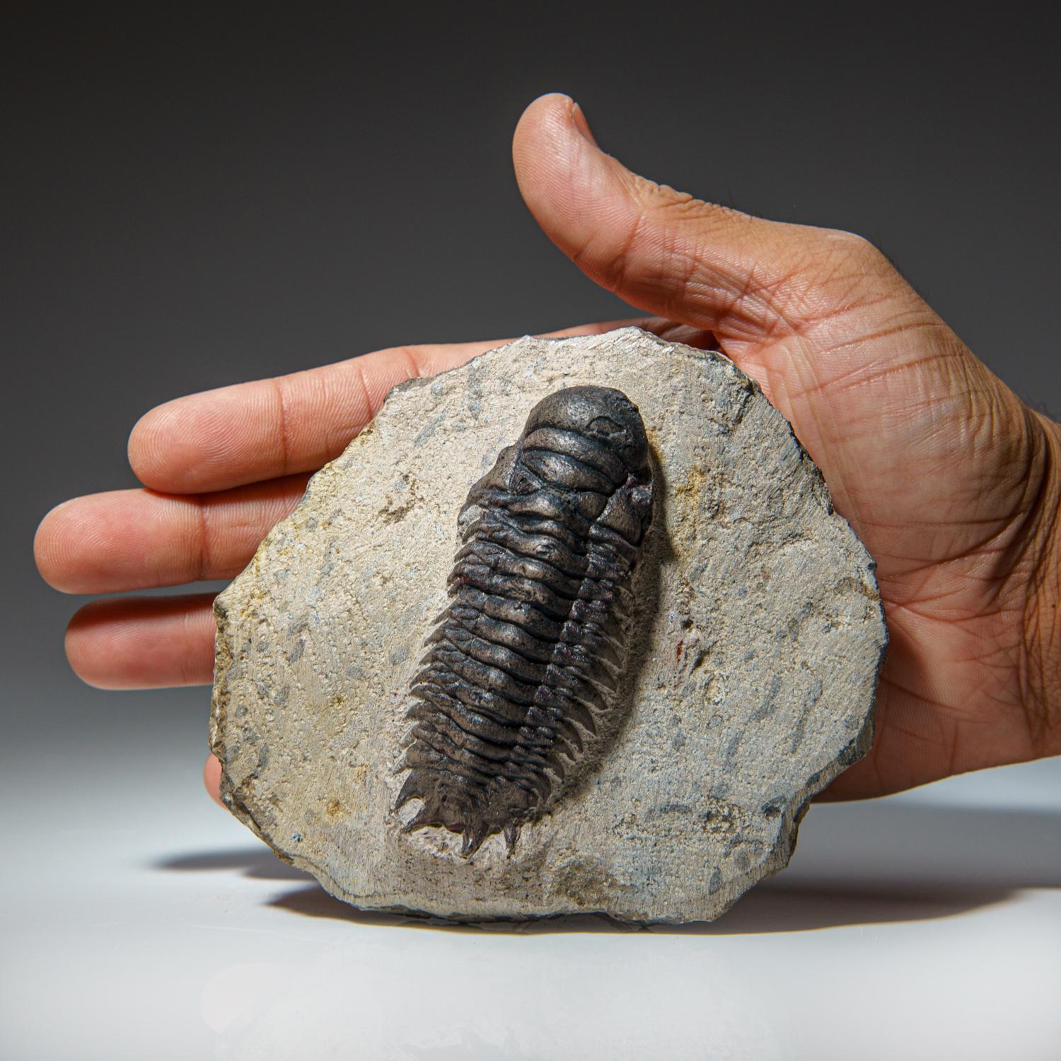 Ceratarges Spinosus Trilobite from Morocco, '452.1 Grams' For Sale 3