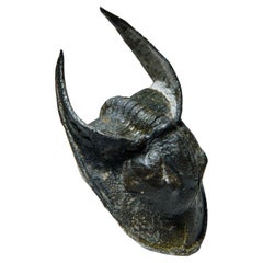 Ceratarges Spinosus Trilobite aus Marokko, ''452.1 Gramm''