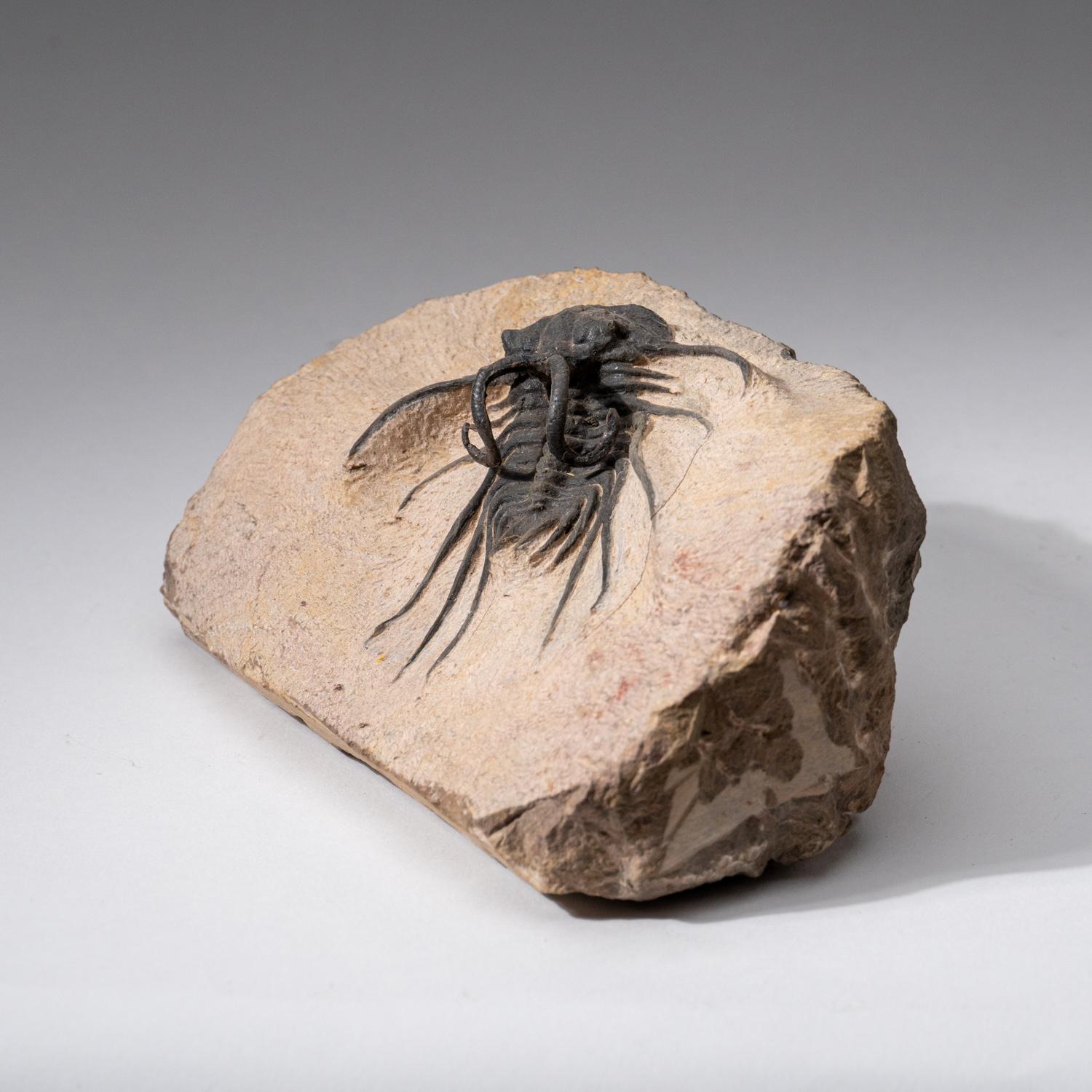 Ceratarges Spinosus Trilobite in Matrix from Morocco (2.7 lbs) In New Condition For Sale In New York, NY