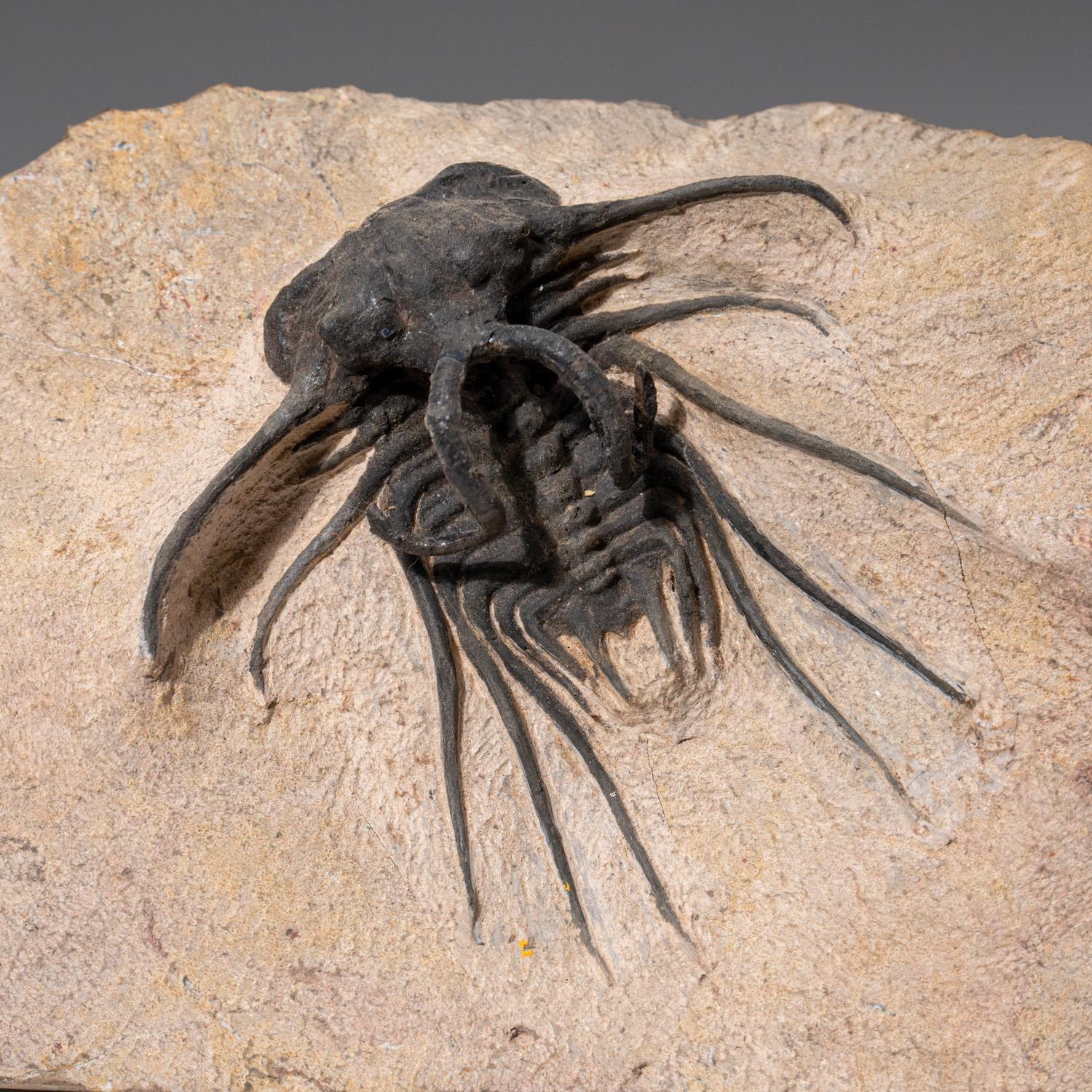 Contemporary Ceratarges Spinosus Trilobite in Matrix from Morocco (2.7 lbs) For Sale