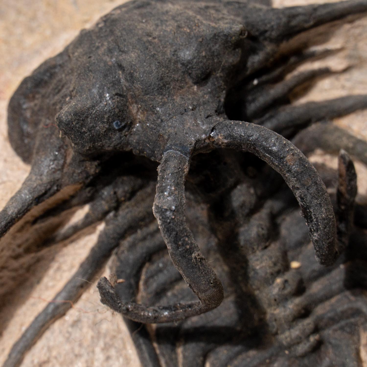 Other Ceratarges Spinosus Trilobite in Matrix from Morocco (2.7 lbs) For Sale