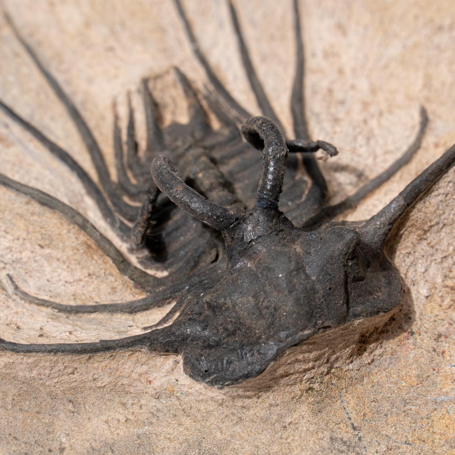 Ceratarges Spinosus Trilobite in Matrix from Morocco (2.7 lbs) For Sale 1