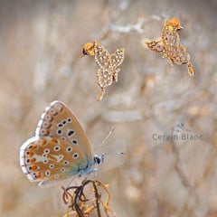 Cervin Blanc 18ct Rose Gold Diamond Earrings 0.50ct Butterfly Studs 1/2 Carat