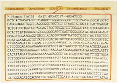 Cf Gattaca by Caturegli Formica