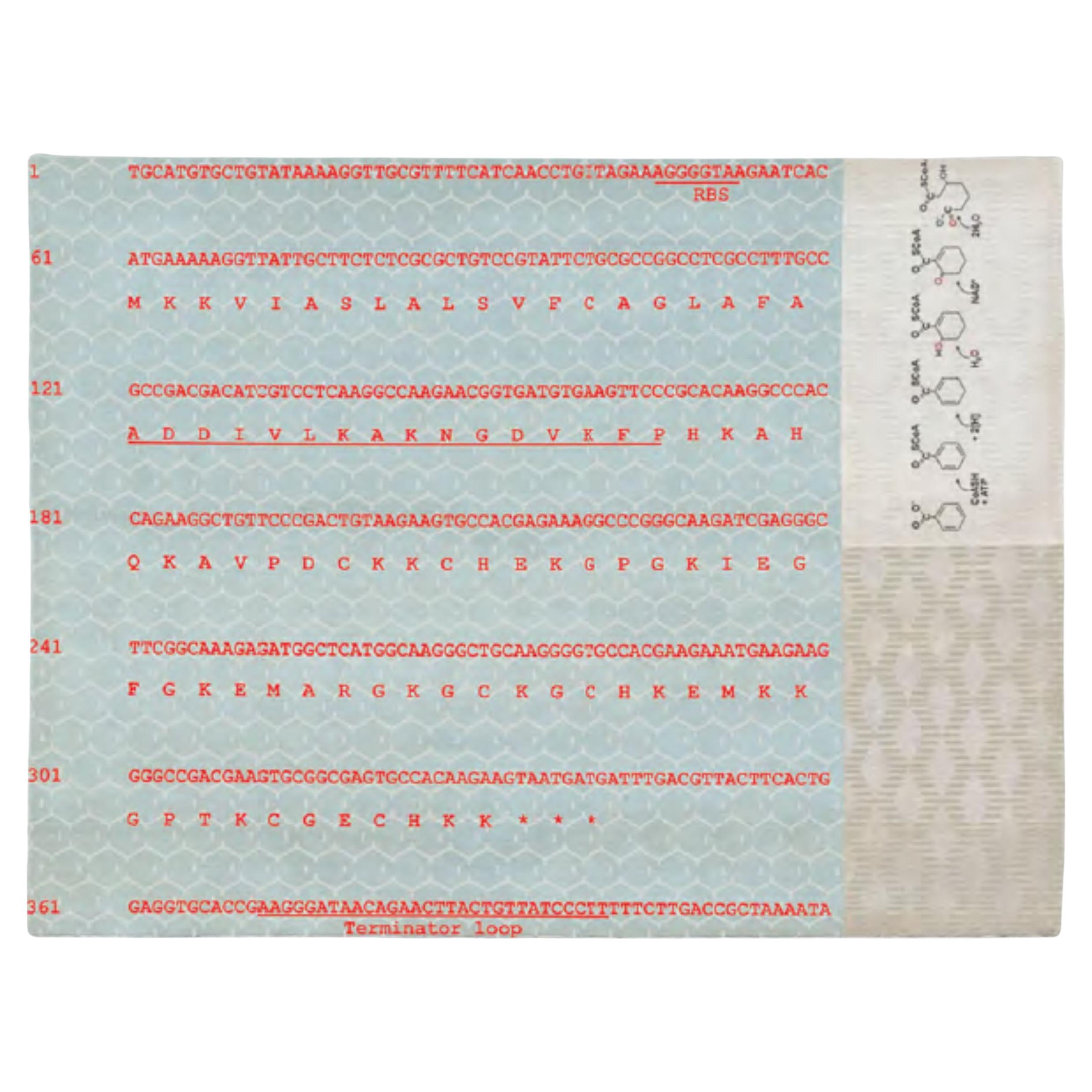 CF V8 2014-2015 di Caturegli Formica