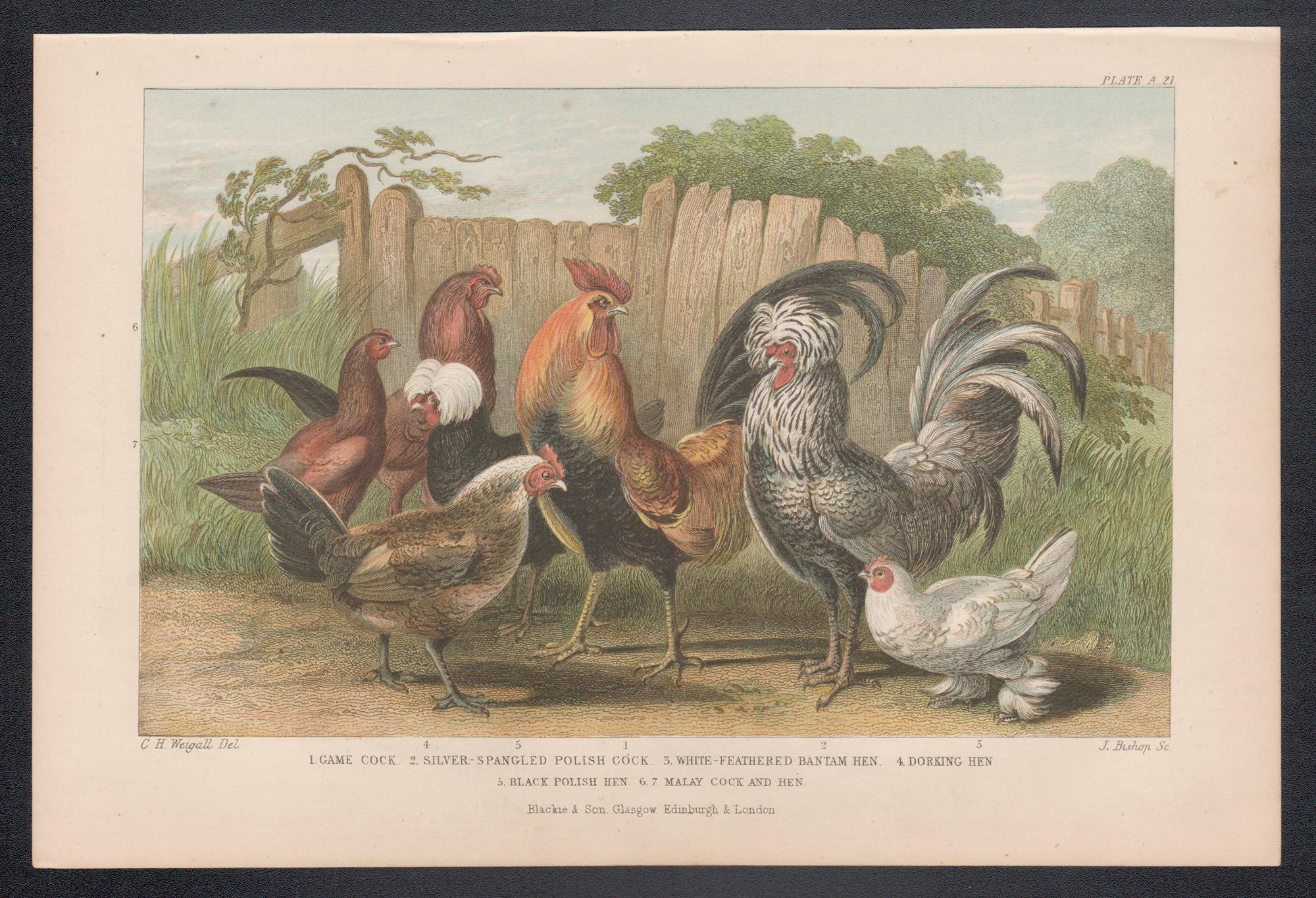 Pollame, stampa antica inglese di uccelli, 1879 - Print di CH Weigall