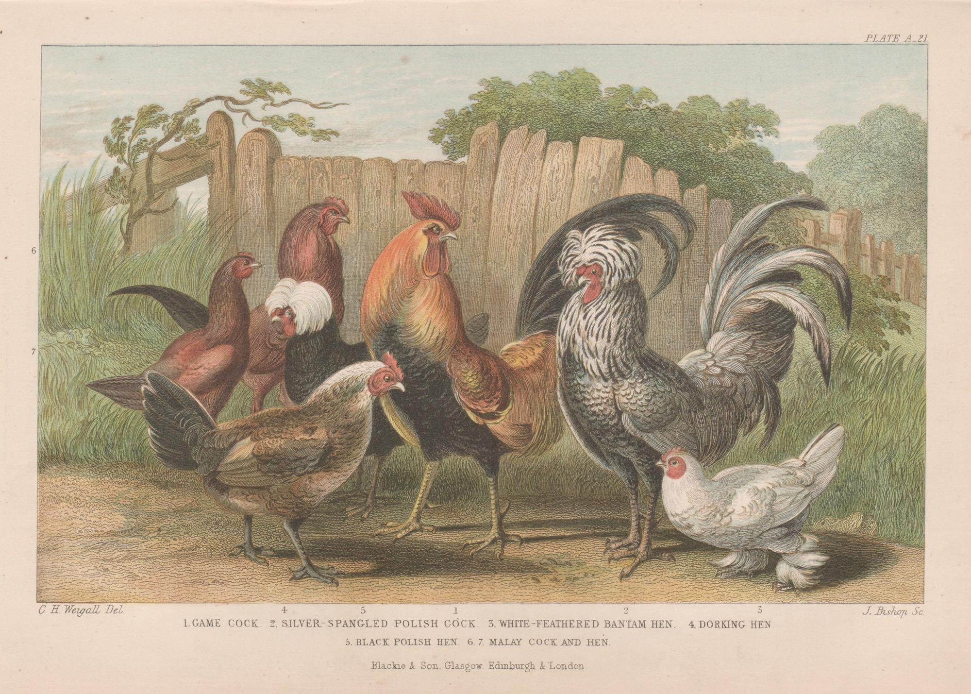 Pollame, stampa antica inglese di uccelli, 1879