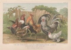 Poultry, English antique bird engraving print, 1879