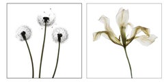 30 x 30 inch Flower Still Life Photographs by Chad Kleitsch 