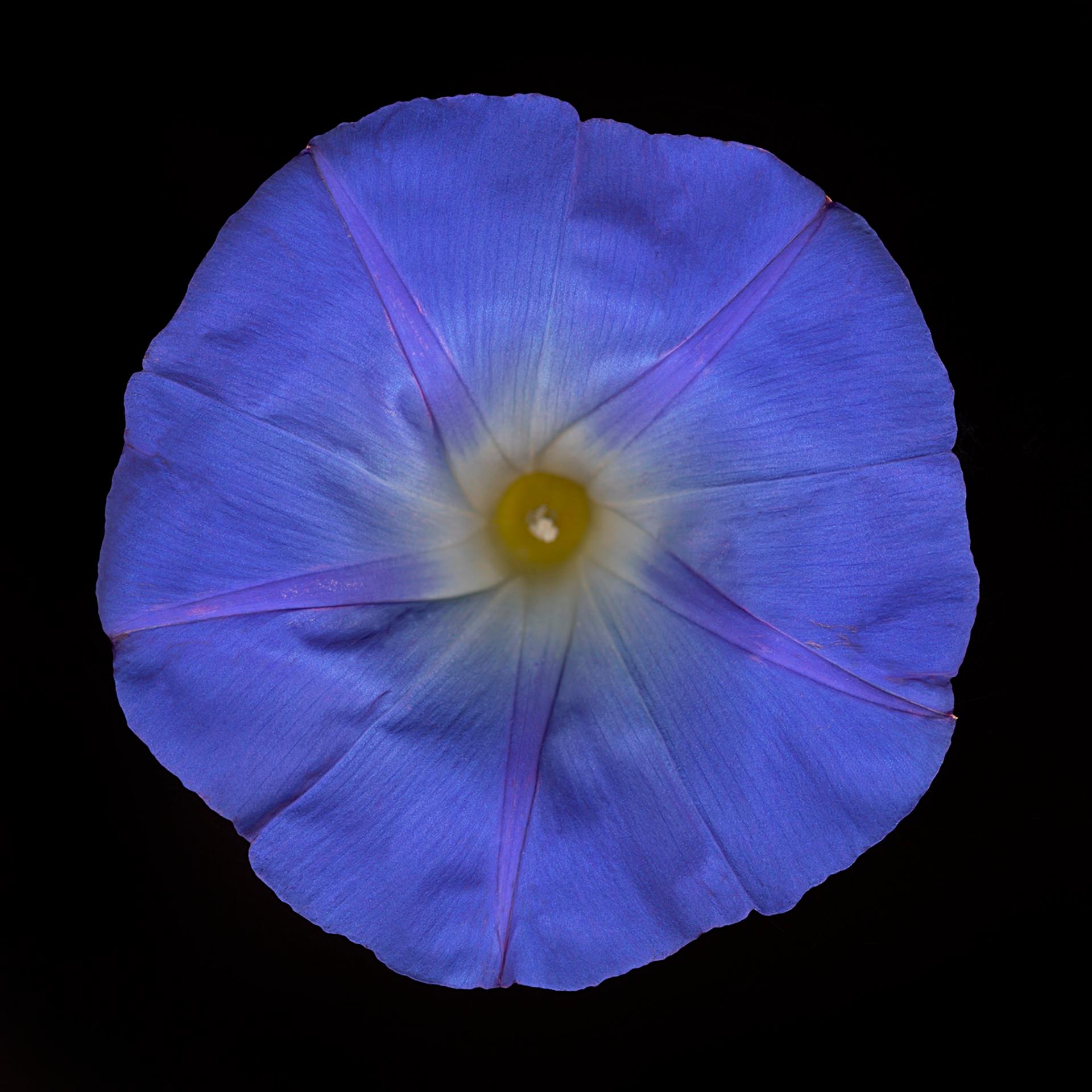 Chad Kleitsch - Blume 36 (Schwarze Serie), Fotografie 2003, Nachdruck