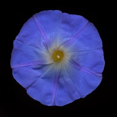 Chad Kleitsch - Flower 36 (Black Series), Photography 2003, Printed After