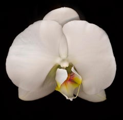 Chad Kleitsch - Flower 44 (série noire), photographie de 2003, imprimée d'après
