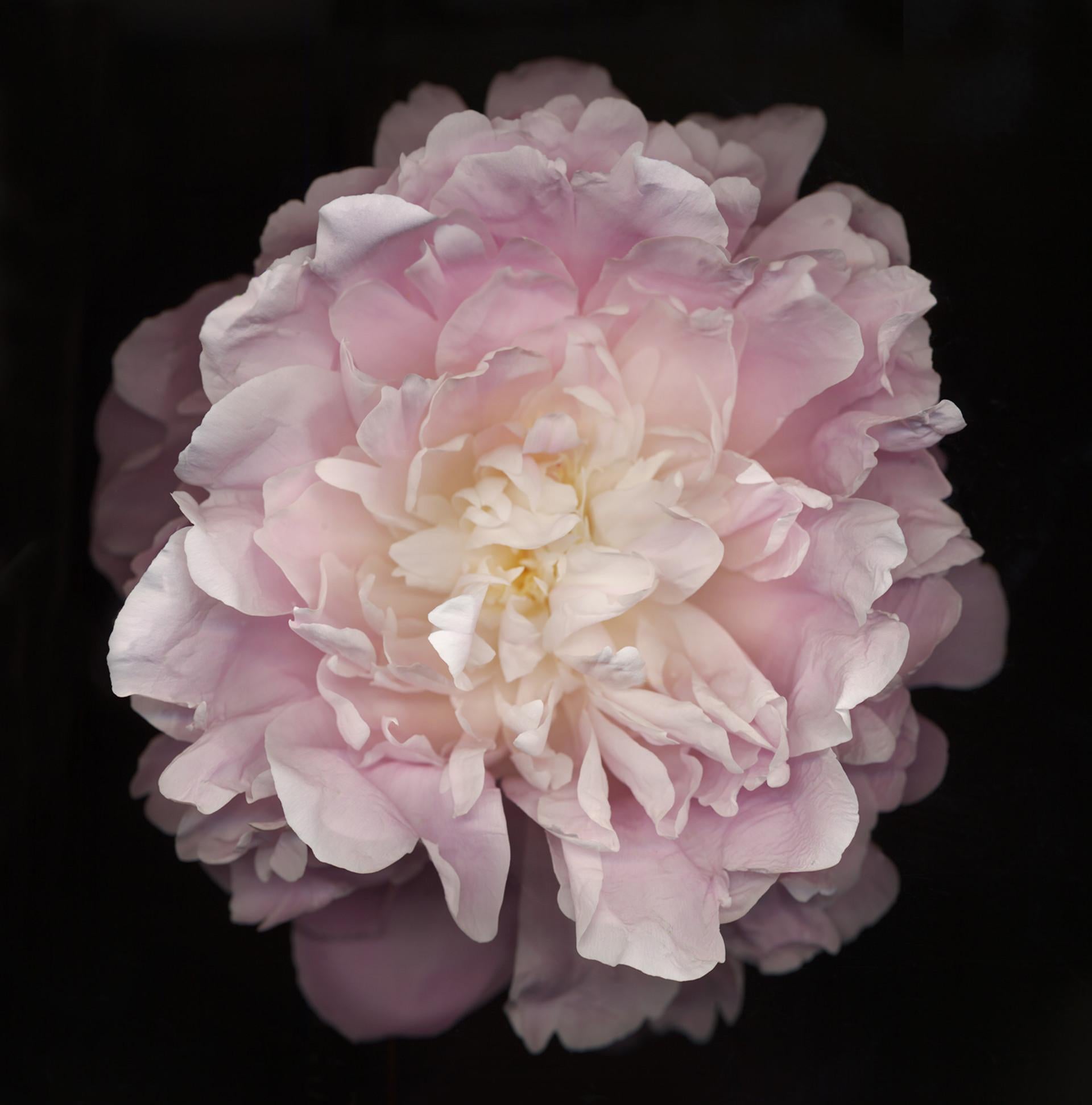 Chad Kleitsch - Blume 47 (Schwarze Serie) , Fotografie 2003, Nachdruck