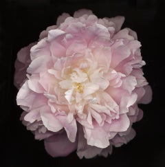 Chad Kleitsch - Flower 47 (série noire), photographie de 2003, imprimée d'après
