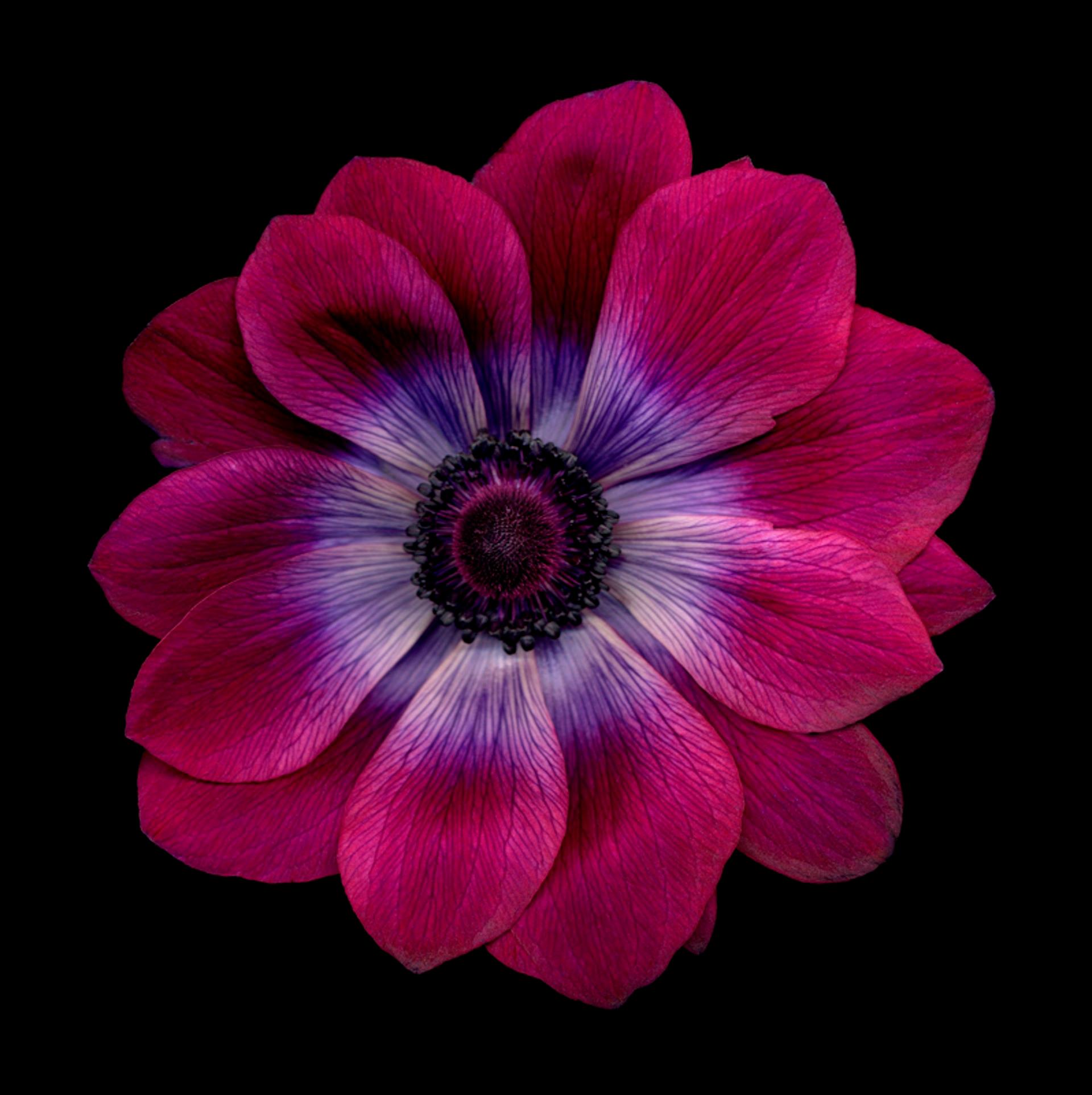 Chad Kleitsch - Flor 61 (Serie negra), Fotografía 2003, Impreso después de