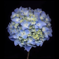 Chad Kleitsch - Blume 66 (Schwarze Serie), Fotografie 2003, Nachdruck