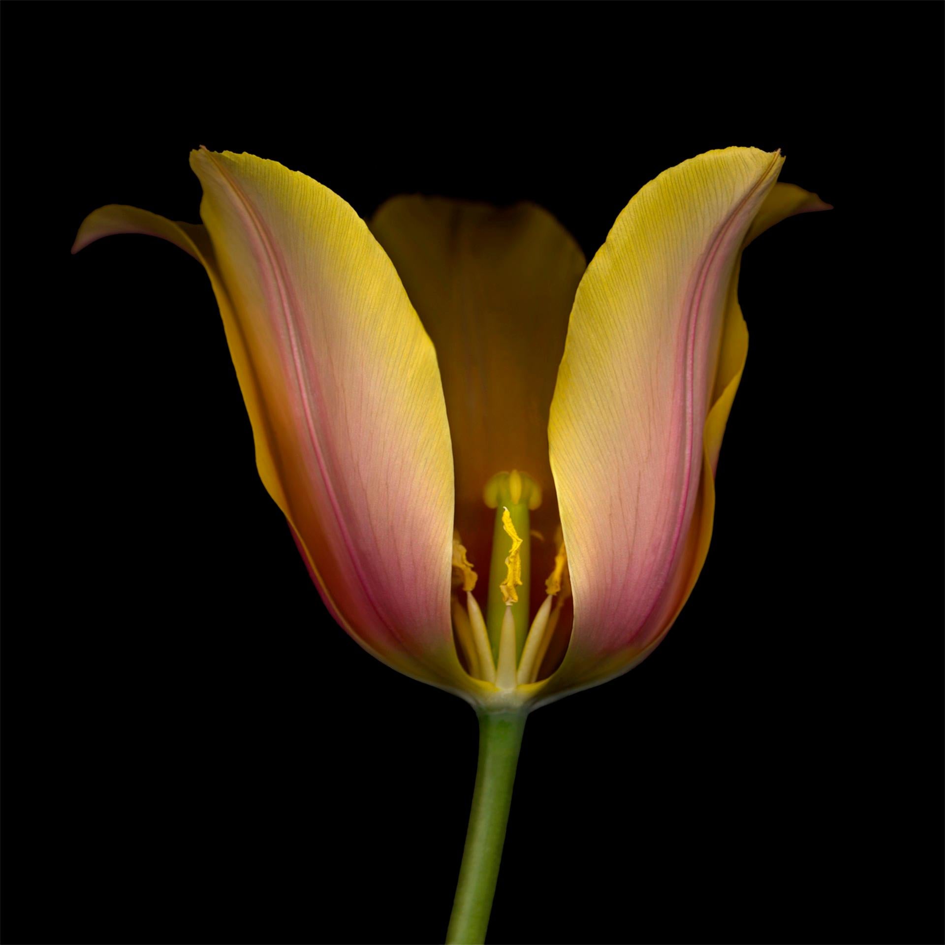 Chad Kleitsch - Flower 68 (série noire), photographie de 2003, imprimée d'après