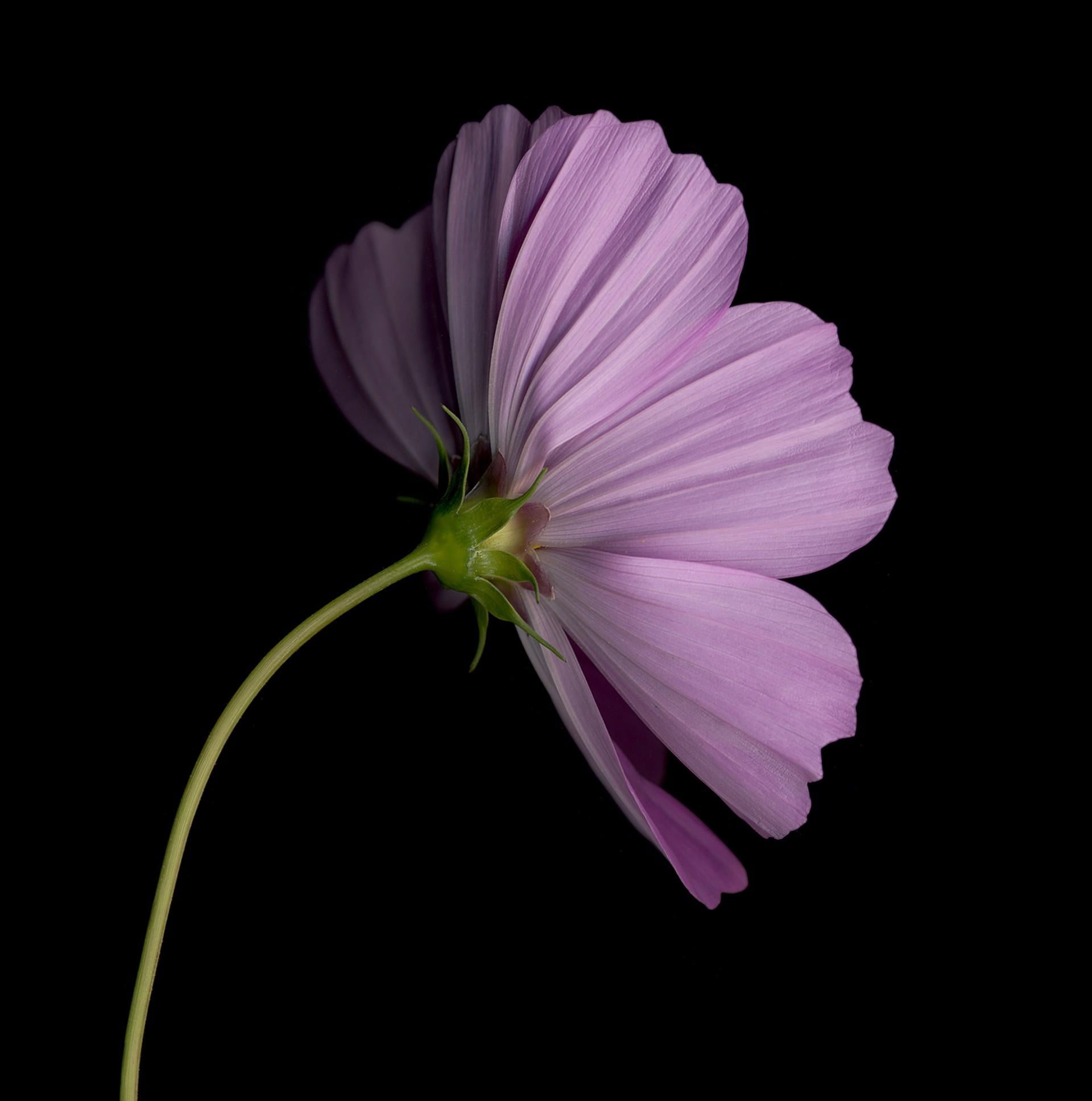 Chad Kleitsch - Flower 84 (série noire), photographie de 2003, imprimée d'après