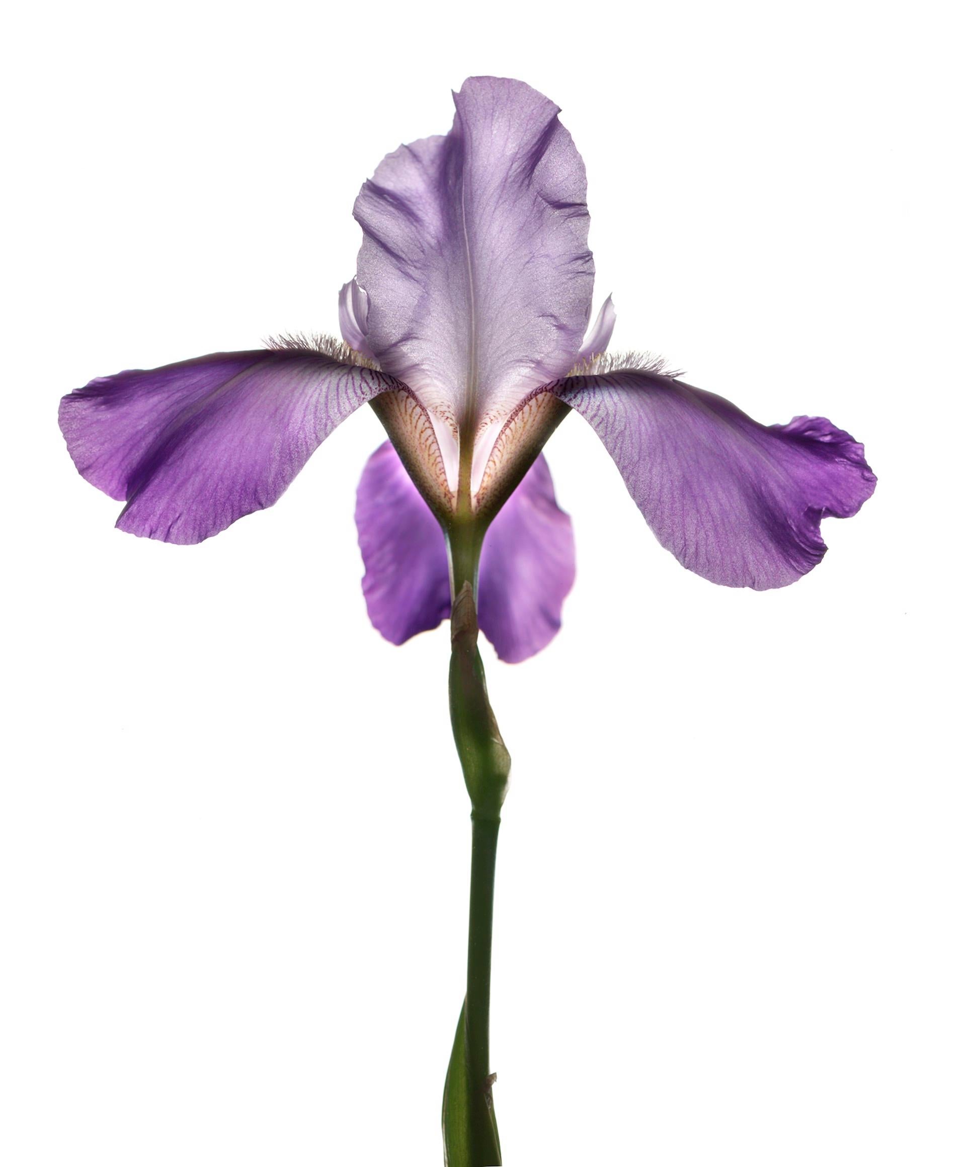 Untitled Flower # 115
Hahnemuhle Photo Rag Matte Paper with Epson archival quality ink
Edition of 25
Available sizes:
11" x 14”
20" x 24”
30" x 30”
30" x 40”
40" x 40"
48" x 48”
48" x 60”
60" x 60”

I began using a scanner as a camera in 1997 and