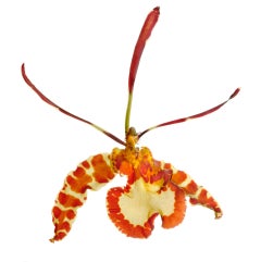 Chad Kleitsch - Untitled # 118, Photography 2008, Printed After