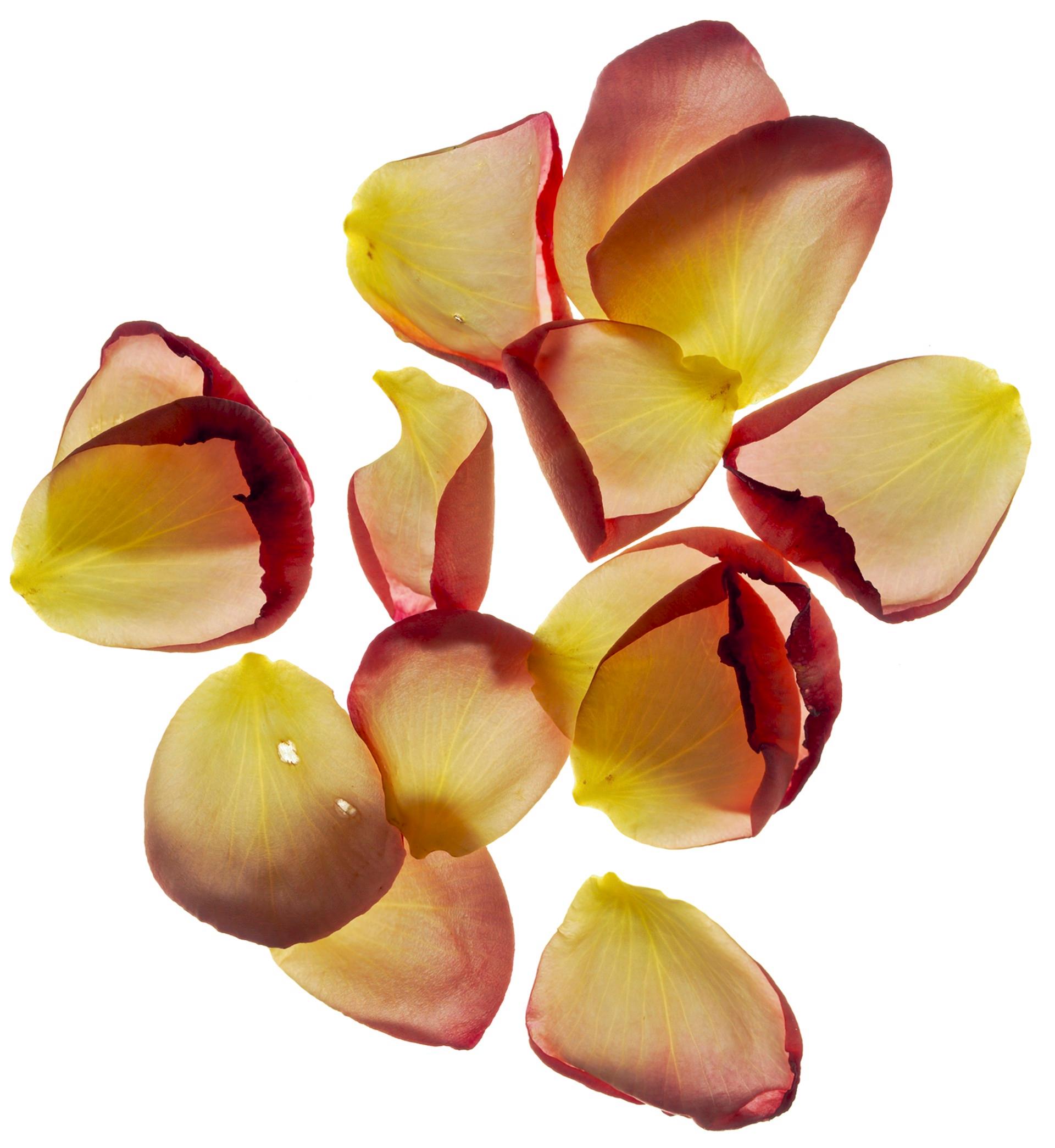 Untitled Flower # 115
Hahnemuhle Photo Rag Matte Paper with Epson archival quality ink
Edition of 25
Available sizes:
11" x 14”
20" x 24”
30" x 30”
30" x 40”
40" x 40"
48" x 48”
48" x 60”
60" x 60”

I began using a scanner as a camera in 1997 and