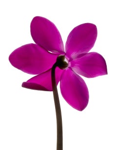 Chad Kleitsch - Untitled # 66, Photography 2005, Printed After