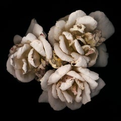 Chad Kleitsch - Flor sin título nº 01, Fotografía 2002, Impresión posterior