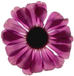 Chad Kleitsch - Flor sin título nº 02, Fotografía 2001, Impresión posterior