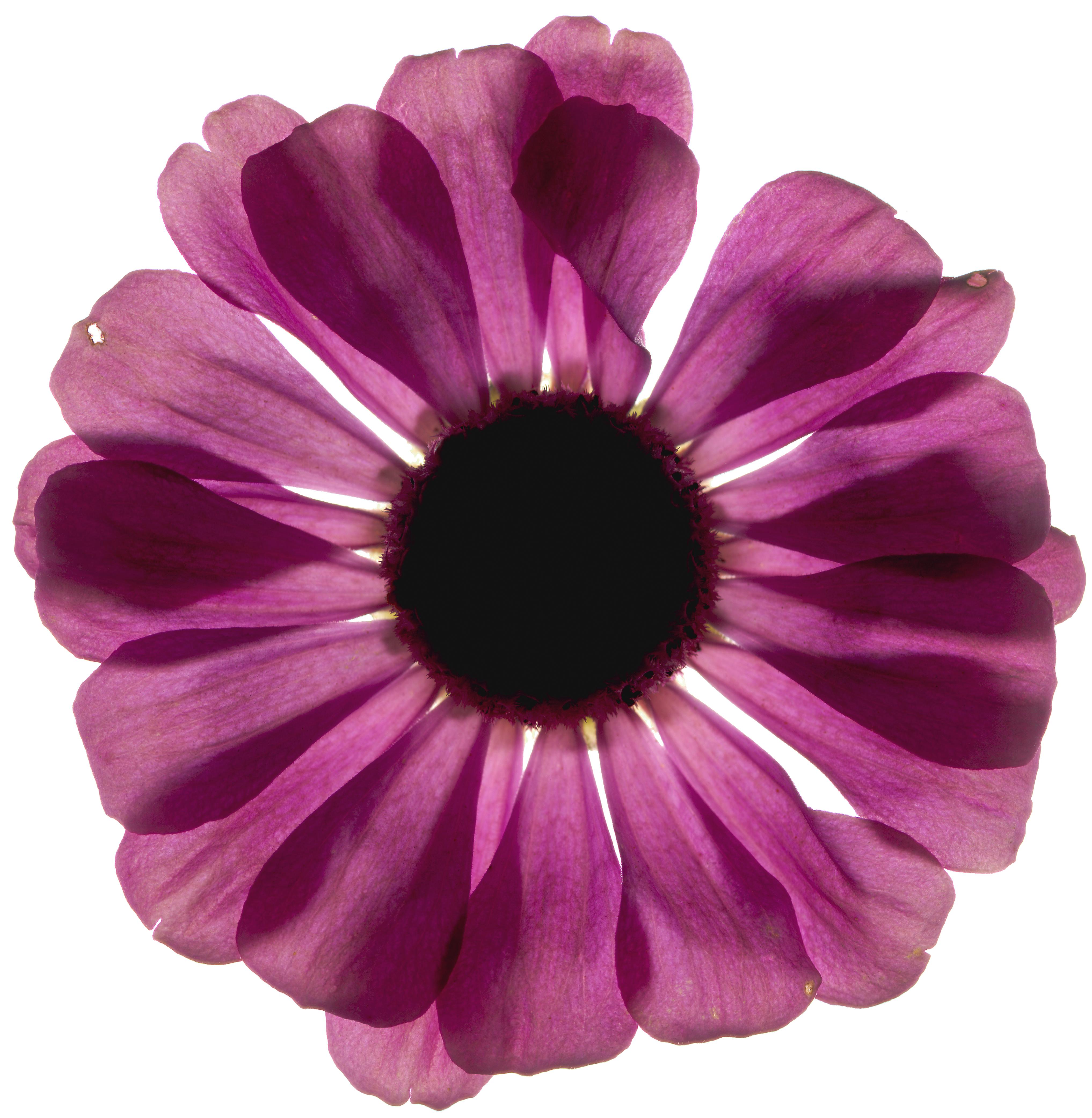 Chad Kleitsch - Flor sin título nº 02, Fotografía 2001, Impresión posterior