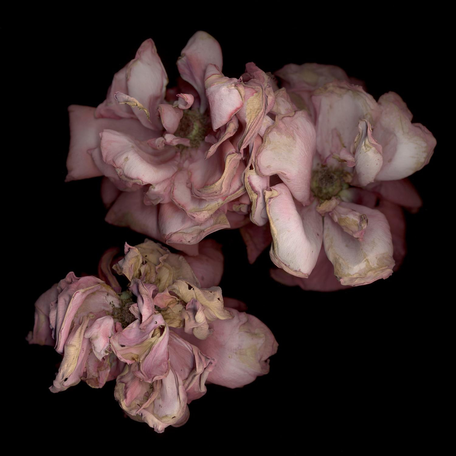 Chad Kleitsch - Untitled Flower # 02, Photography 2002, Printed After