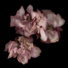 Chad Kleitsch - Untitled Flower # 02, Photography 2002, Printed After