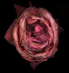Chad Kleitsch - Flor sin título nº 03, Fotografía 2002, Impresión posterior