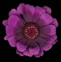 Chad Kleitsch - Flor sin título nº 04, Fotografía 2002, Impresión posterior