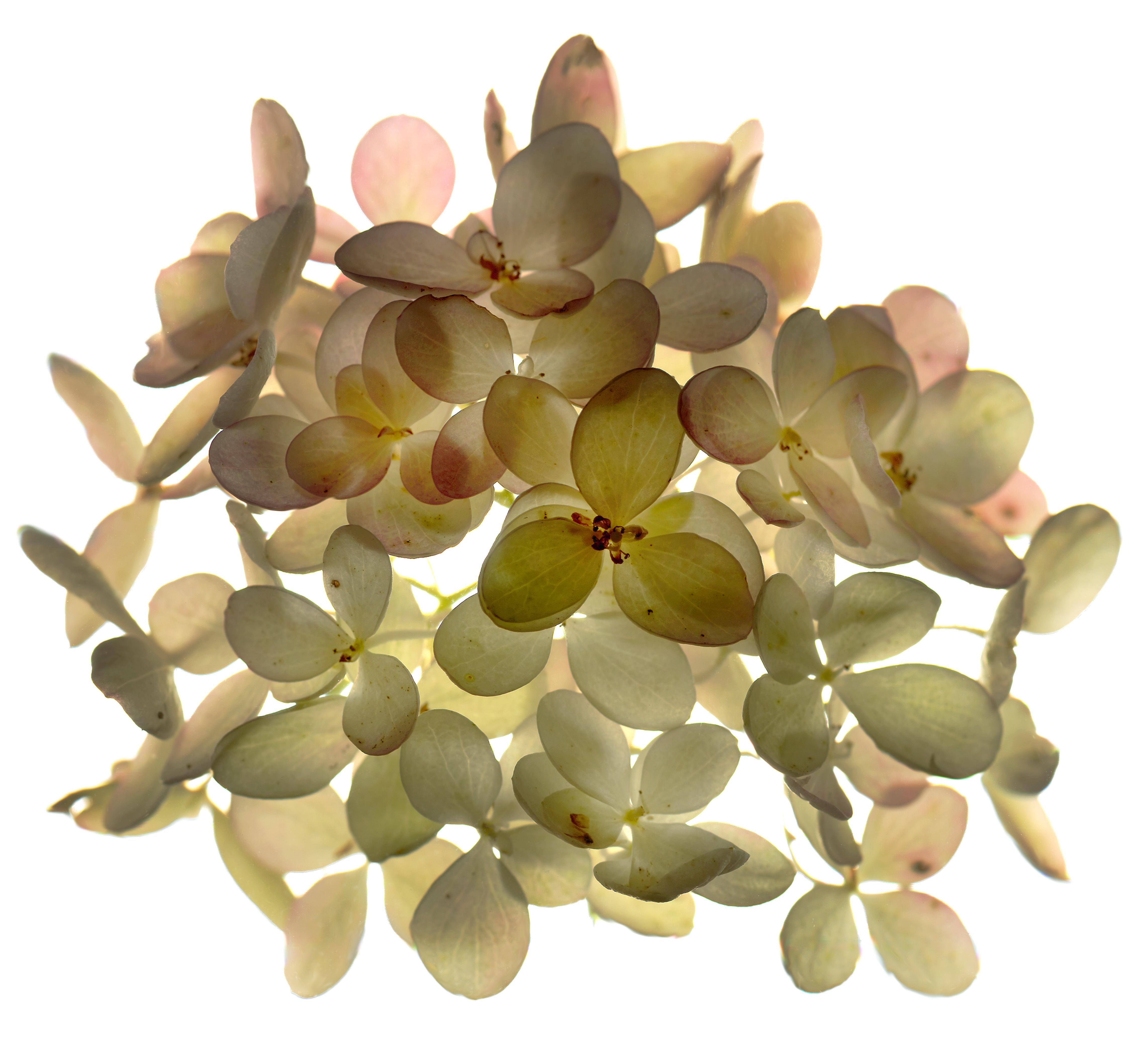 Untitled Flower #05
Hahnemuhle Photo Rag Matte Paper with Epson archival quality ink
Edition of 25
Available sizes:
11" x 14”
20" x 24”
30" x 30”
30" x 40”
40" x 40"
48" x 48”
48" x 60”
60" x 60”

I began using a scanner as a camera in 1997 and