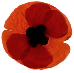 Chad Kleitsch - Fleur n°06, photographie 2002, imprimée d'après
