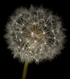 Chad Kleitsch - Untitled Flower # 06, Photography 2002, Printed After