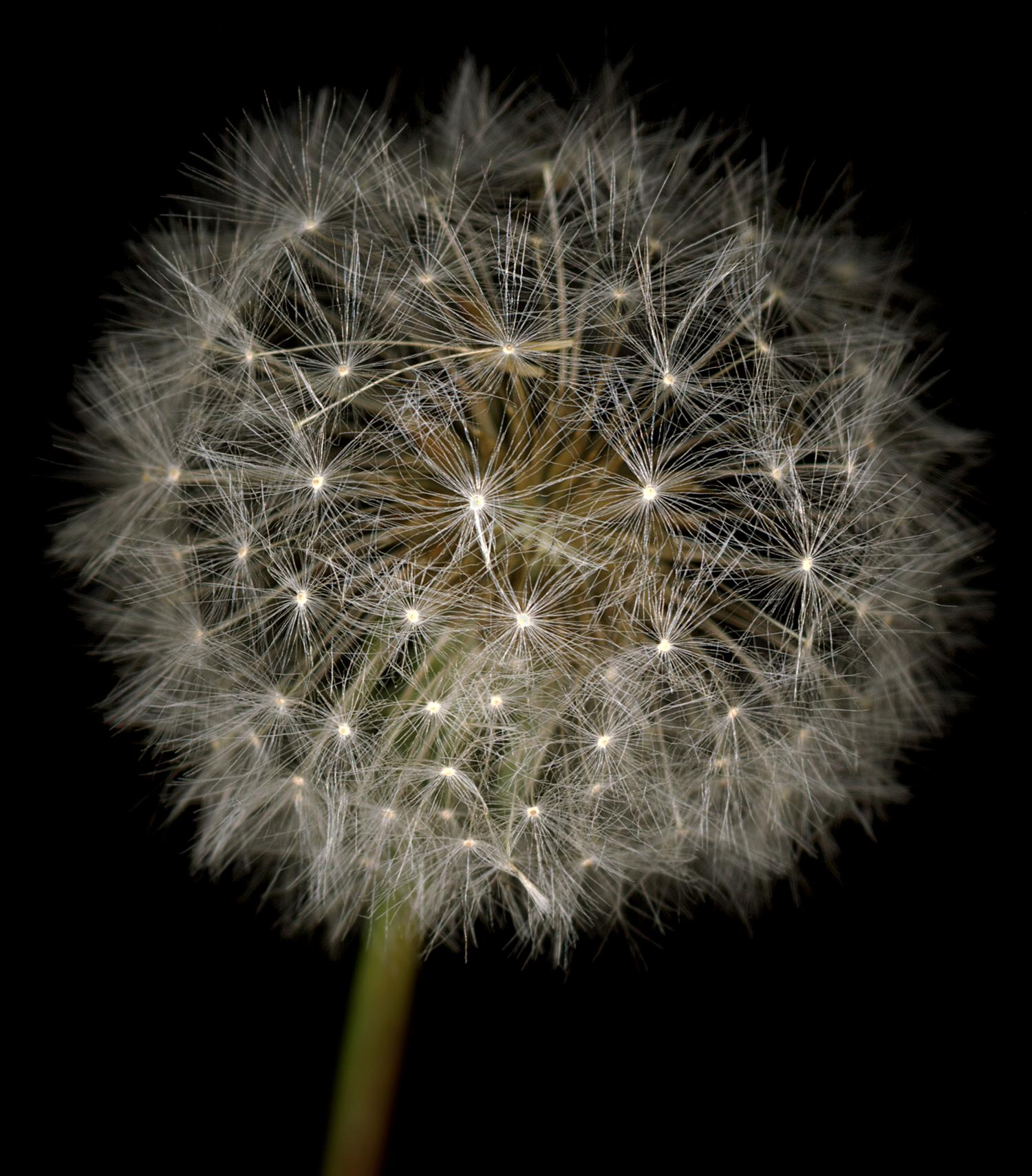 Chad Kleitsch - Fleur n° 06, photographie de 2002, imprimée d'après