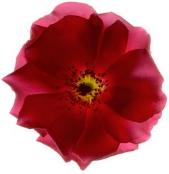 Chad Kleitsch - Flor sin título nº 07, Fotografía 2002, Impreso después de
