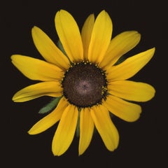 Chad Kleitsch - Fleur n° 07, photographie de 2002, imprimée d'après