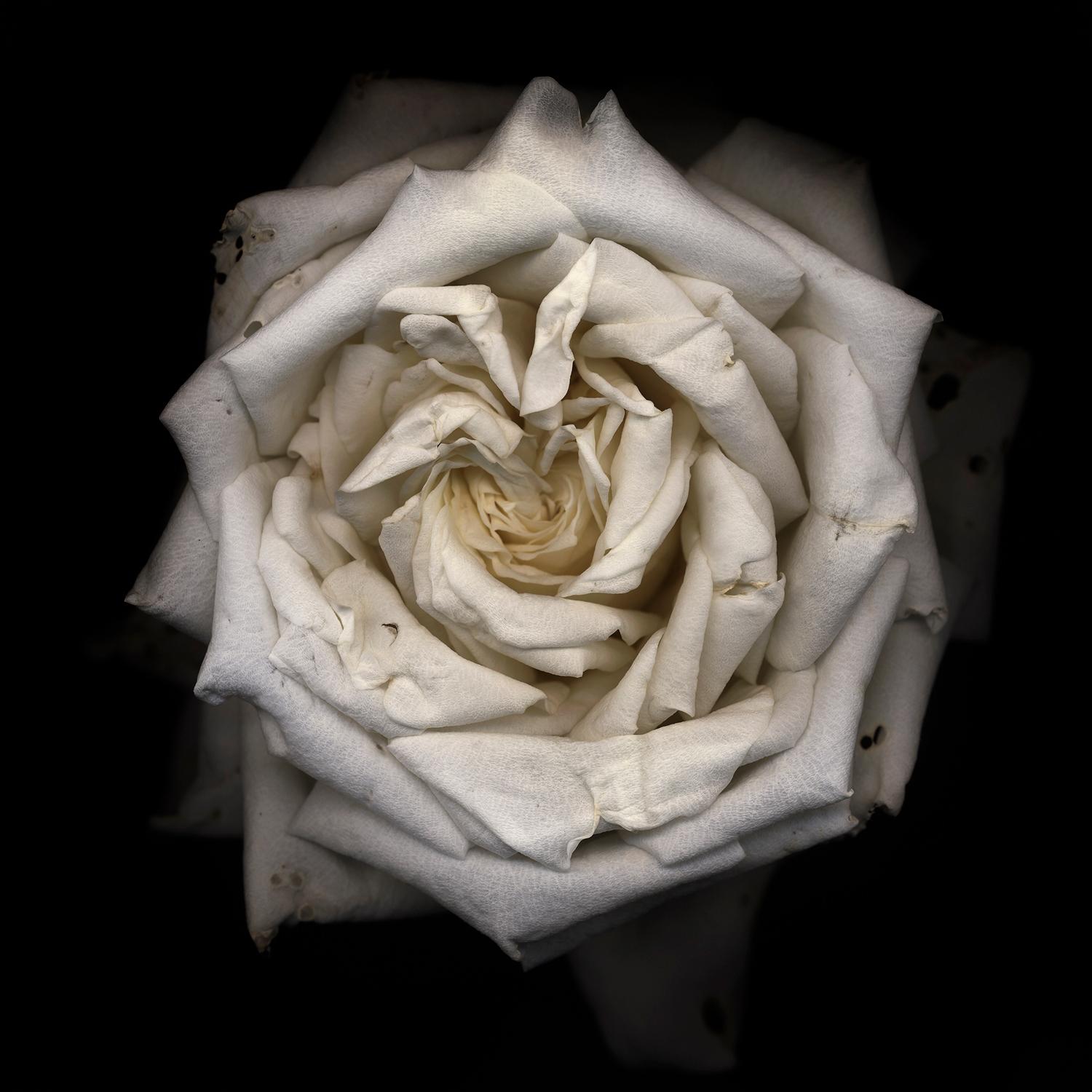 Chad Kleitsch – Blume ohne Titel # 09, Fotografie 2001, nach dem Druck gedruckt
