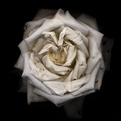 Chad Kleitsch - Untitled Flower # 09, Photography 2001, Printed After