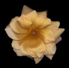 Chad Kleitsch – Blume ohne Titel # 10, Fotografie 2002, Nachdruck