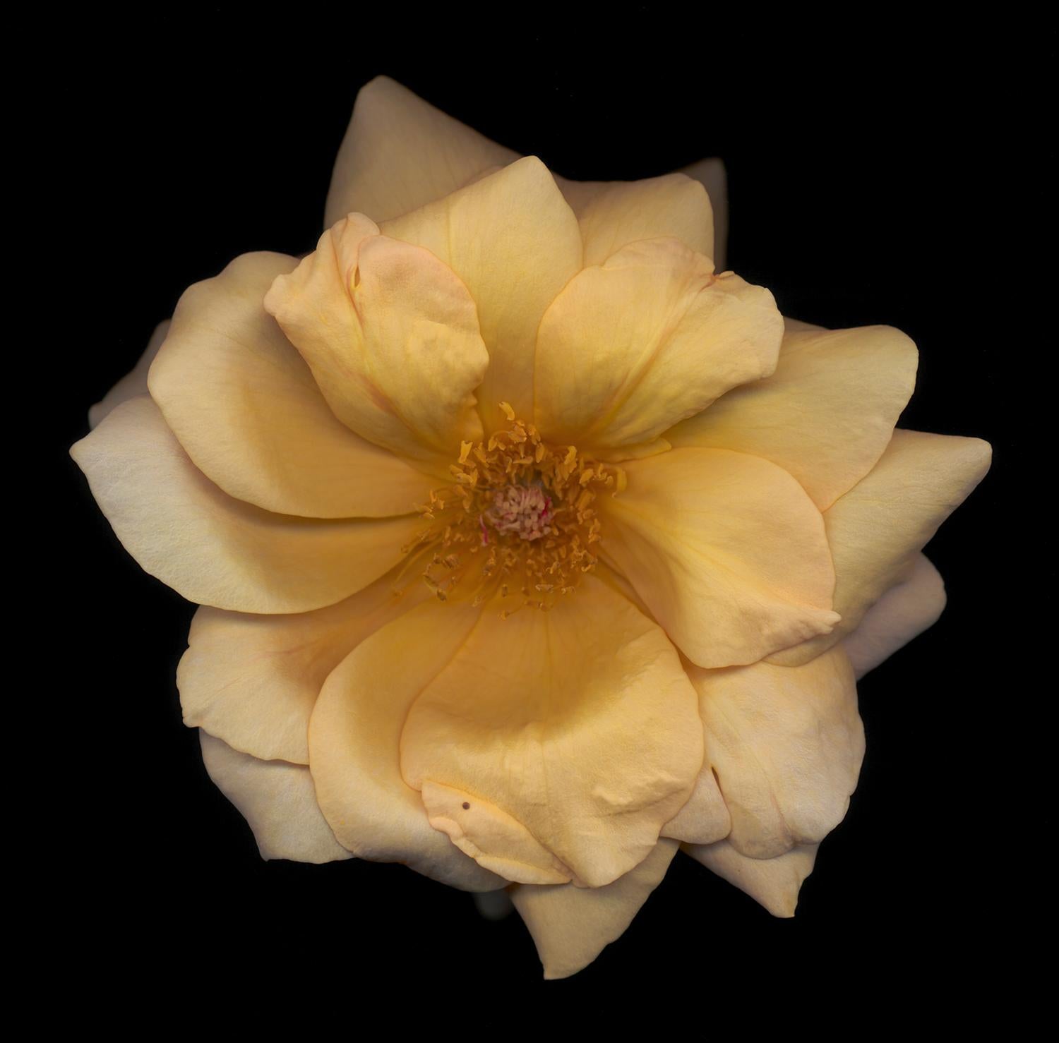 Chad Kleitsch – Blume ohne Titel # 10, Fotografie 2002, Nachdruck